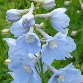 delphinium_belladonna_hybride_ballkleid_GM_R2.jpg