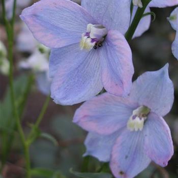 delphinium_elatum_abgesang_GM_R2.jpg