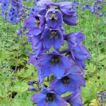 Delphinium_Blaustrahl_BM_Q1.jpg