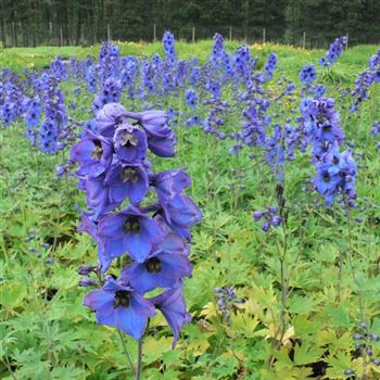 Delphinium_Blaustrahl_BM_Q2.jpg