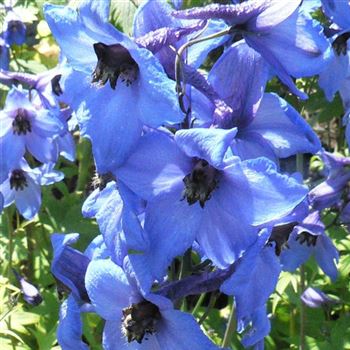 Delphinium_Blauwal_BM_Q1.jpg