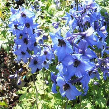 Delphinium_Blauwal_BM_Q2.jpg