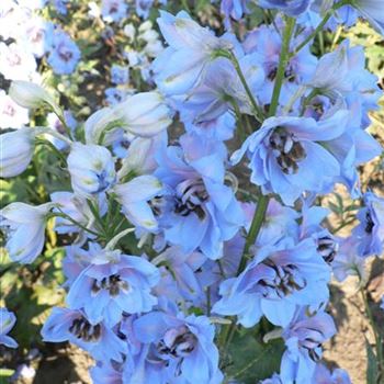 Delphinium_Elmhimmel_BM_R3.jpg