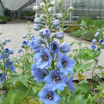 Delphinium_Elmhimmel_BM_R4.jpg