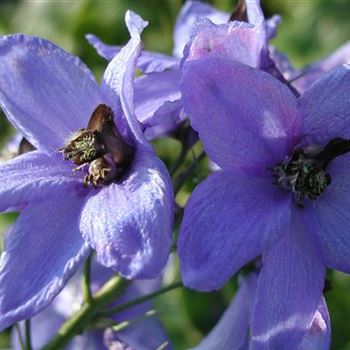 delphinium_elatum_fernzuender_GM_R2.jpg