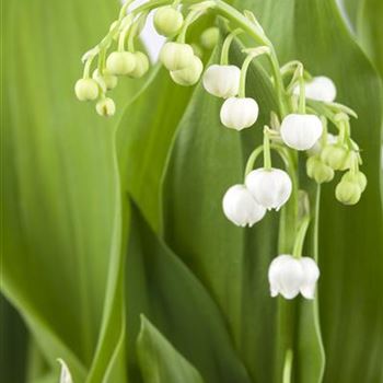 Convallaria majalis