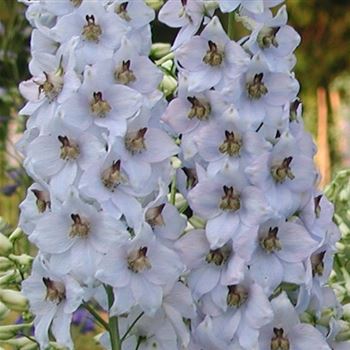 delphinium_elatum_fruehschein_GM_Q1.jpg