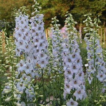 delphinium_elatum_fruehschein_GM_R3.jpg