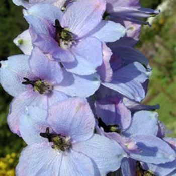 delphinium_elatum_hybride_morgentau_GM_R2.jpg