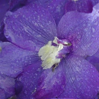 delphinium_elatum_schildknappe_GM_Q1.jpg