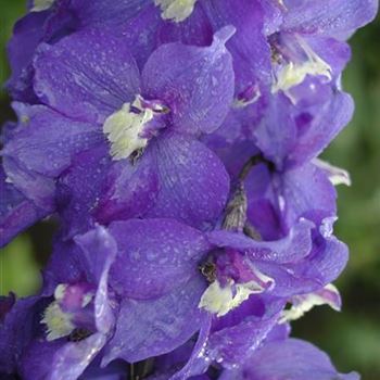 delphinium_elatum_schildknappe_GM_R2.jpg