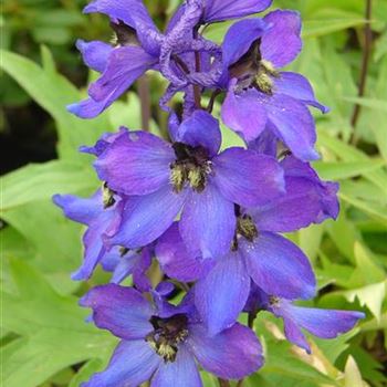 Delphinium_Sommernachtstraum_BM_R2.jpg