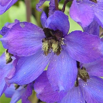 Delphinium_Sommernachtstraum_BM_Q1.jpg