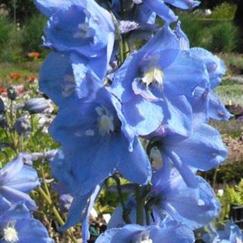 Delphinium_Sommerwind_BM_R2.jpg