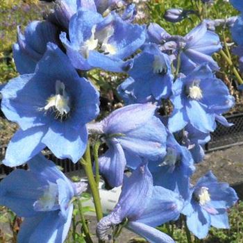 Delphinium_Sommerwind_BM_R3.jpg