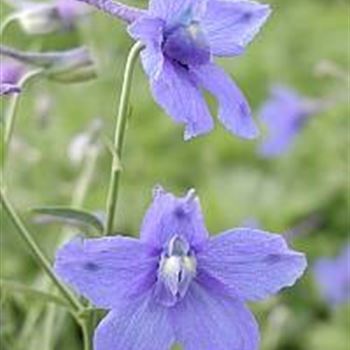 delphinium_grandiflorum_blauer_zwerg_GM_R2.jpg