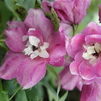 delphinium_pacific_hybride_astolat_GM_R2.jpg