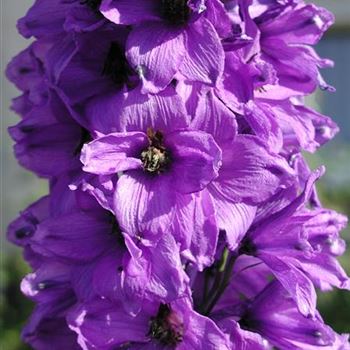 delphinium_pacific_hybride_black_knight_GM_R2.jpg