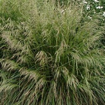 deschampsia_cespitosa_bronzeschleier_GM_Q1.jpg