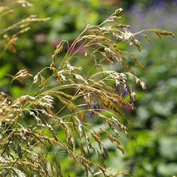 deschampsia_cespitosa_tautraeger_GM_Q1.jpg