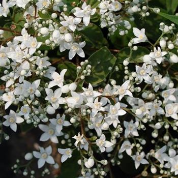 Deutzia_setchuenensis_corymbiflora_4.jpg