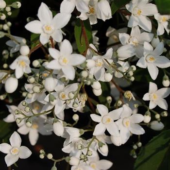 Deutzia_setchuenensis_corymbiflora_q_.jpg