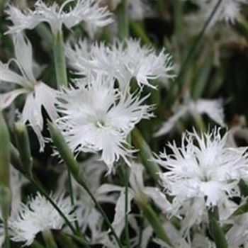 dianthus_arenarius_GM_Q1.jpg