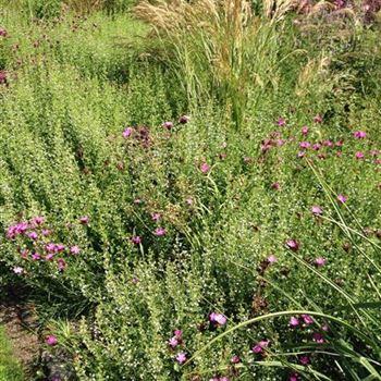 Dianthus_carthusianorum_GR_R1.JPG