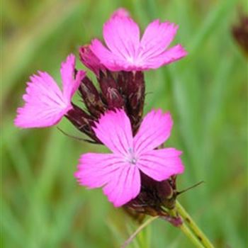 dianthus_carthusianorum_GM_Q1.jpg