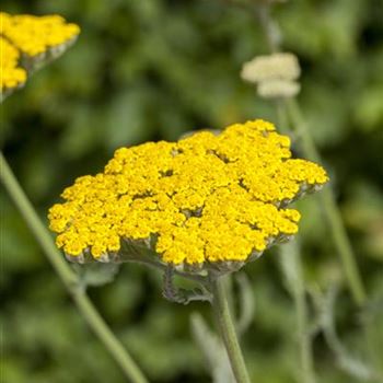 Achillea filipendulina 'Coronation Gold'