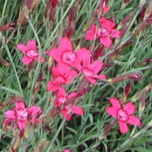 Dianthus deltoides 'Brilliant'