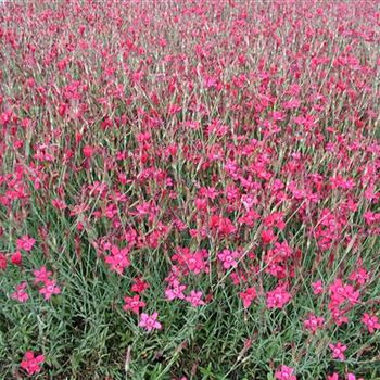 dianthus_deltoides_brillant_GM_R2.jpg