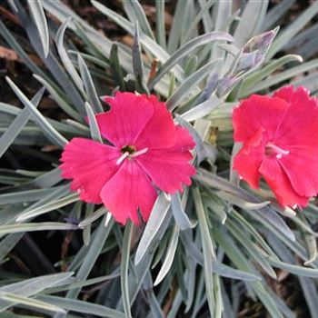 dianthus_gratianopolitanus_badenia_GM_R2.jpg