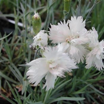 dianthus_plumarius_alba_plena_GM_R2.jpg