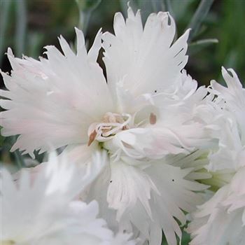 dianthus_plumarius_alba_plena_GM_Q1.jpg