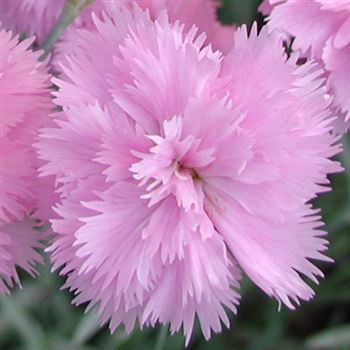 dianthus_plumarius_altrosa_GM_Q1.jpg