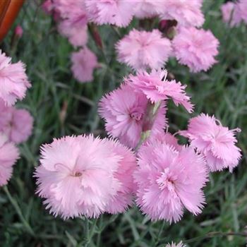 dianthus_plumarius_altrosa_GM_R3.jpg