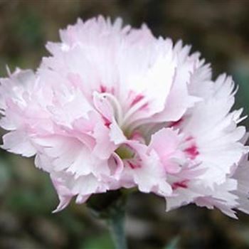 dianthus_plumarius_ine_GM_Q1.jpg