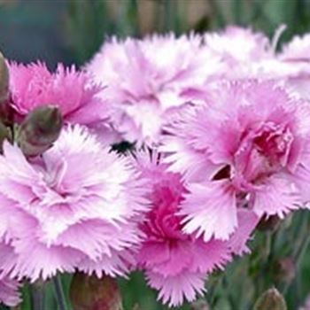 dianthus_plumarius_maggie_GM_R2.jpg