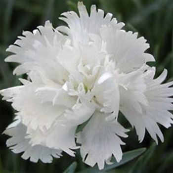 dianthus_plumarius_maischnee_GM_Q1.jpg