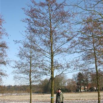 AGL_Sol_baum_5xv_STU50-60_STH250_Br300_Ges_hoe900_G_WI368_4A_13_03_06_9290.jpg