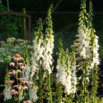 digitalis_purpurea_alba_GM_R3.jpg