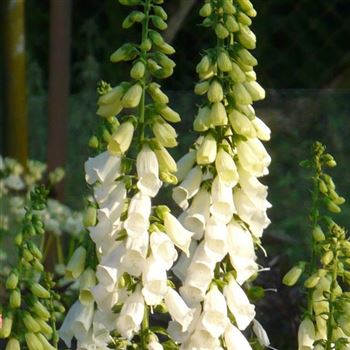 digitalis_purpurea_alba_GM_Q1.jpg