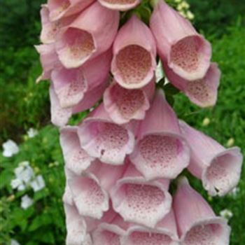 digitalis_purpurea_apricot_GM_R2.jpg