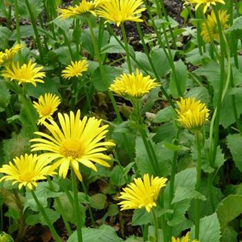 doronicum_plantagineum_excelsum_GM_R2.jpg