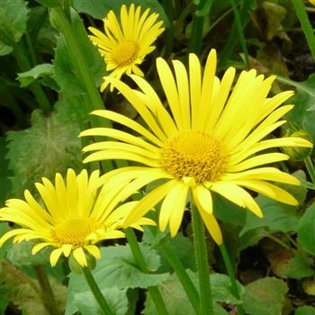 doronicum_plantagineum_excelsum_GM_Q1.jpg