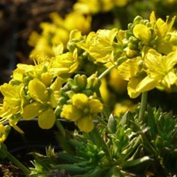 draba_aizoides_GM_Q1.jpg