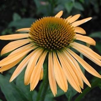 echinacea_purpurea_harvest_moon_GM_R2.jpg