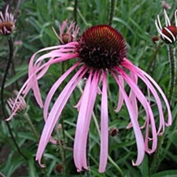 echinacea_pallida_GM_R2.jpg