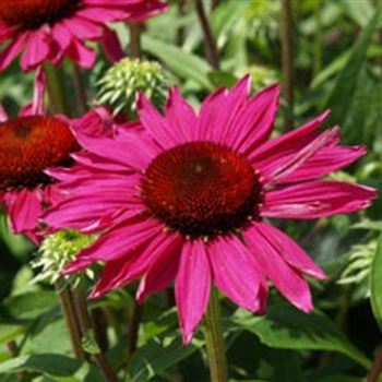 echinacea_purpurea_rubinstern_GM_R2.jpg